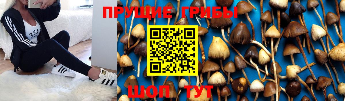 Псилоцибиновые грибы Cubensis  Псилоцибиновые грибы мицелий  Вход с VPN  Нефтекамск 